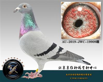 264-AU-2019-JWC-19909