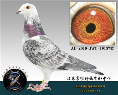 265-AU-2019-JWC-19157