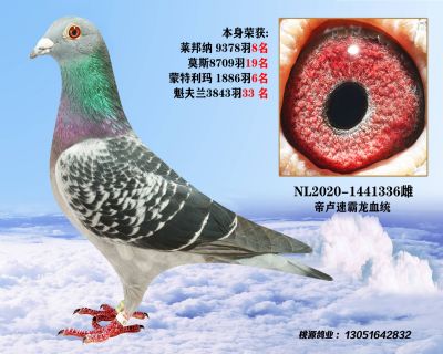 廊坊张老爷子因突发疾病现清棚出售所有种鸽《结篇期》3 - 信鸽在线