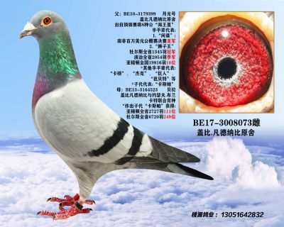 廊坊张老爷子因突发疾病现清棚出售所有种鸽《结篇期》3 - 信鸽在线