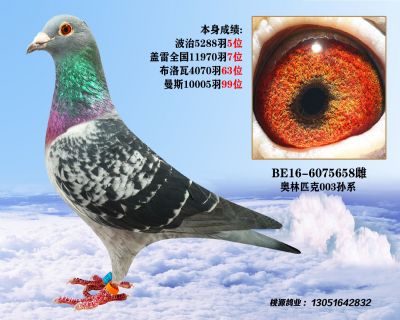 廊坊张老爷子因突发疾病现清棚出售所有种鸽《结篇期》3 - 信鸽在线