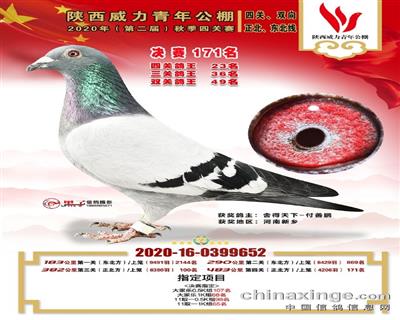 舍得天下种鸽基地 - 中信网铭鸽展厅