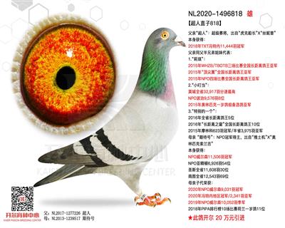 开尔鸽业 - 中信网铭鸽展厅