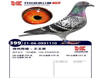开尔鸽业在线拍鸽