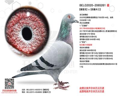 开尔鸽业 - 中信网铭鸽展厅