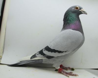 北京晶宇赛鸽 - 中信网铭鸽展厅