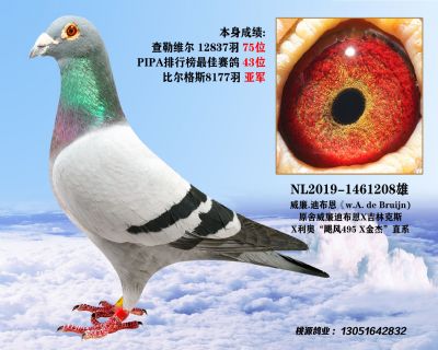 因突发疾病现清棚出售所有种鸽《结篇期》10 - 信鸽在线拍卖平台