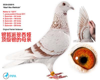 真有国际赛鸽育种中心 - 中信网铭鸽展厅