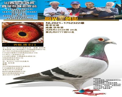 千万真金拍卖会(完结篇)三 - 信鸽在线拍卖平台 - 中国信鸽信息网