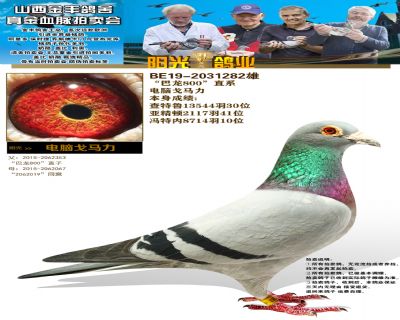 金丰鸽业奶酪盖比主力推荐带有防伪图标千万真金拍卖会完结篇三