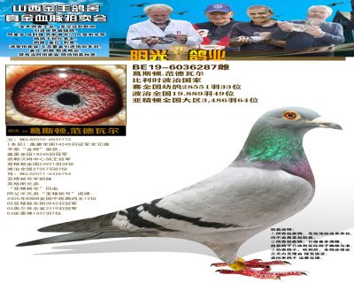 金丰鸽业奶酪盖比主力推荐带有防伪图标千万真金拍卖会完结篇三