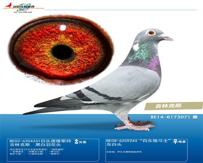 冠道传媒在线拍鸽