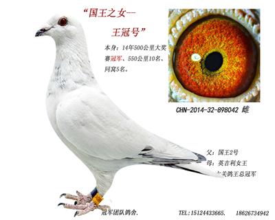 冠军团队鸽舍 - 中信网铭鸽展厅