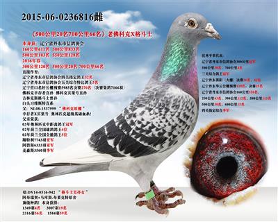 辽宁新纪元鸽业 - 中信网铭鸽展厅