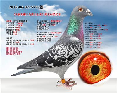 辽宁新纪元鸽业 - 中信网铭鸽展厅