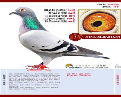 欧联国际赛鸽 - 中信网铭鸽展厅