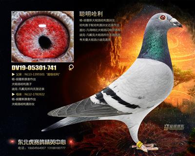 东北虎赛鸽精英中心在线拍鸽