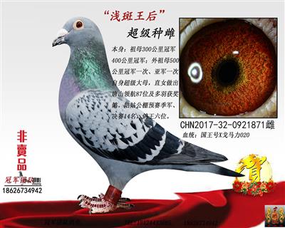 冠军团队鸽舍 - 中信网铭鸽展厅