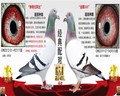 冠军团队鸽舍 - 中信网铭鸽展厅