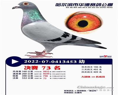 冠军团队鸽舍 - 中信网铭鸽展厅