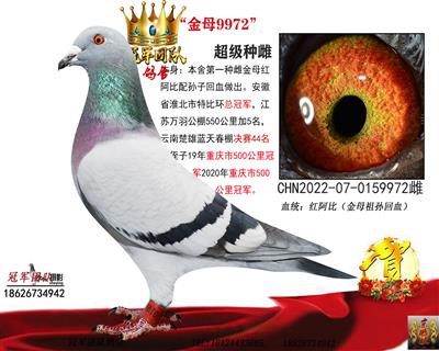 冠军团队鸽舍 - 中信网铭鸽展厅