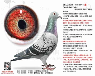 开尔鸽业 - 中信网铭鸽展厅