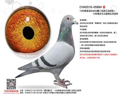 开尔鸽业 - 中信网铭鸽展厅