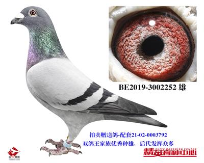 欧联国际赛鸽 - 中信网铭鸽展厅