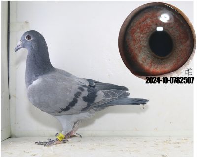 24年顶级幼鸽两次公棚冠军速霸龙林波尔詹森 - 信鸽在线拍卖平台