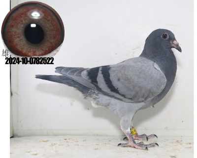 24年顶级幼鸽两次公棚冠军速霸龙林波尔詹森 - 信鸽在线拍卖平台