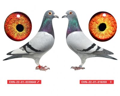 23-01-007356相关视频商品信息我要出价您好!您要先登录才能留言 :)