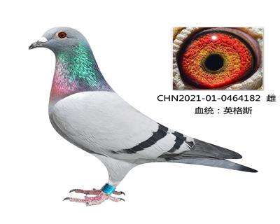 信鸽在线拍卖平台 - 中国信鸽信息网