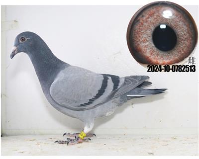 24年顶级幼鸽两次公棚冠军速霸龙林波尔詹森 - 信鸽在线拍卖平台