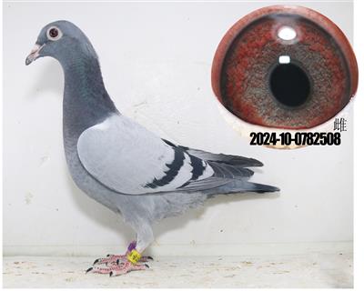 24年顶级幼鸽两次公棚冠军速霸龙林波尔詹森 - 信鸽在线拍卖平台