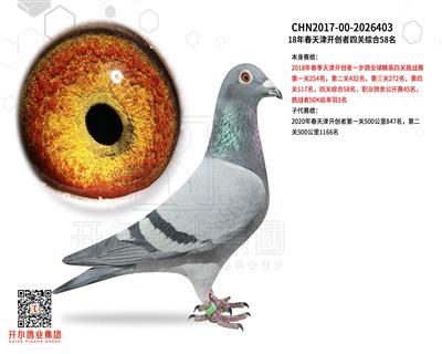 开尔鸽业 - 中信网铭鸽展厅