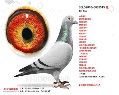 开尔鸽业 - 中信网铭鸽展厅