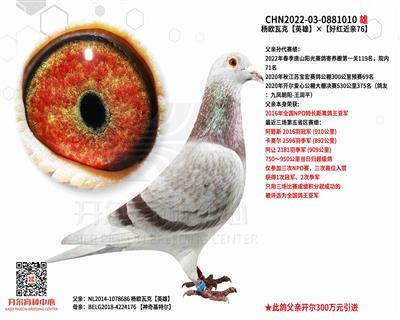 开尔鸽业 - 中信网铭鸽展厅