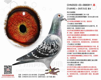 开尔鸽业 - 中信网铭鸽展厅