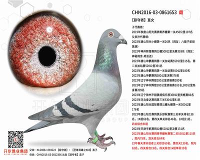 开尔鸽业 - 中信网铭鸽展厅