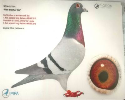 动物 鸽 鸽子 教学图示 鸟 鸟类 400_320