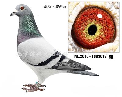 北京信鸽文化传媒 - 中信网铭鸽展厅