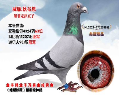 (全完结) - 信鸽在线拍卖平台 - 中国信鸽信息网