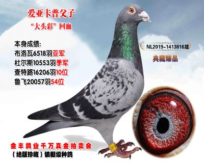 《即将结拍》金丰,最后精选百羽,典藏级别种鸽共四期!