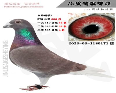 信鸽在线拍卖平台 - 中国信鸽信息网