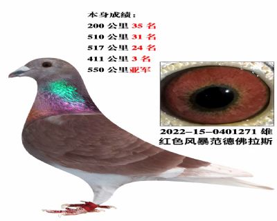 信鸽在线拍卖平台 - 中国信鸽信息网