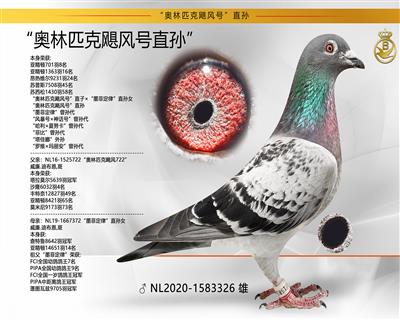 名扬文化精英育种中心 - 中信网铭鸽展厅