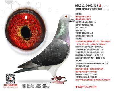 开尔鸽业 - 中信网铭鸽展厅