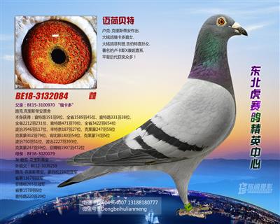 东北虎赛鸽精英中心