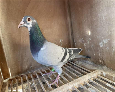 冠道传媒 - 中信网铭鸽展厅