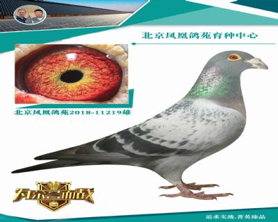 马上节拍北京凤凰鸽苑育种中心张老师去世清棚拍卖